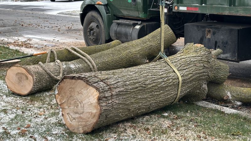 Top Rated Products for Tree Removal