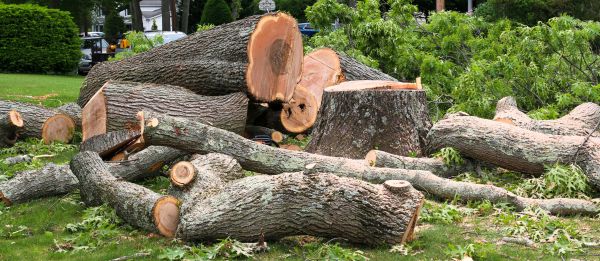 Large Tree Removal in Waxhaw