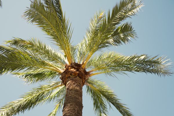 Palm Tree Removal in Waxhaw