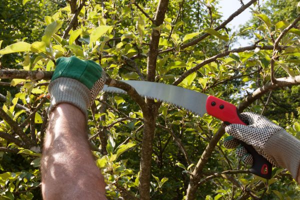 Small Tree Removal in Waxhaw