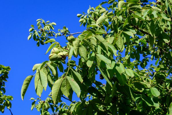 Cost of Walnut Tree Removal in Waxhaw