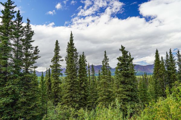 Cost of Spruce Tree Removal in Waxhaw