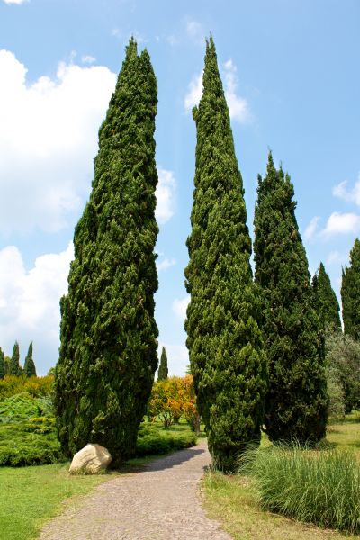 Cost of Cypress Tree Removal in Waxhaw