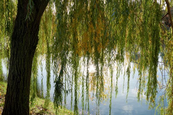 Cost of Willow Tree Removal in Waxhaw