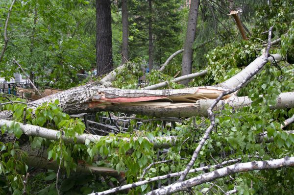 Cost of Birch Tree Removal in Waxhaw