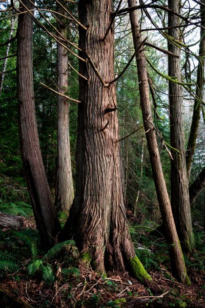 Cost of Cedar Tree Removal in Waxhaw