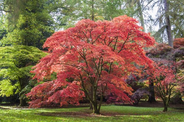 Cost of Maple Tree Removal in Waxhaw