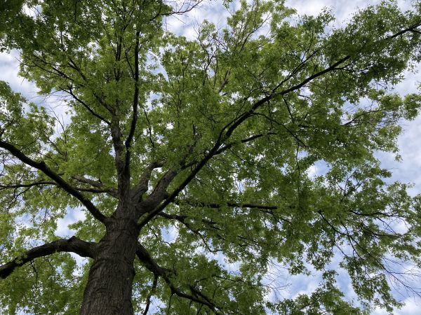 Cost of Oak Tree Removal in Waxhaw