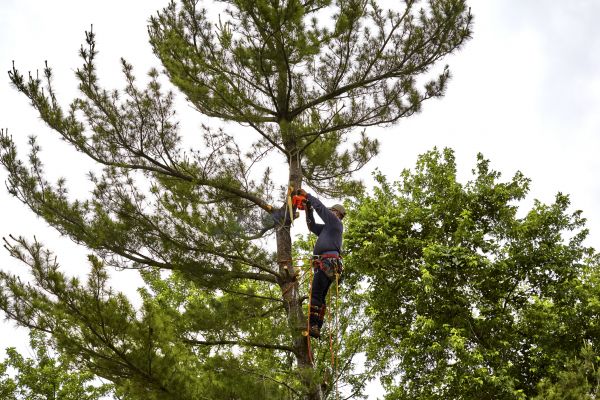 Cost of Pine Tree Removal in Waxhaw