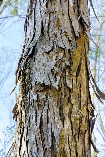 Cost of Hickory Tree Removal in Waxhaw