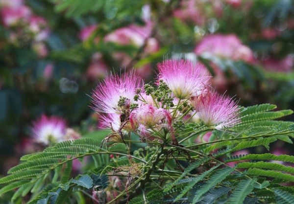 Cost of Mimosa Tree Removal in Waxhaw