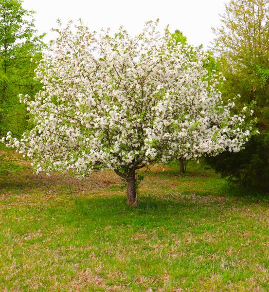 Cost of Dogwood Tree Removal in Waxhaw