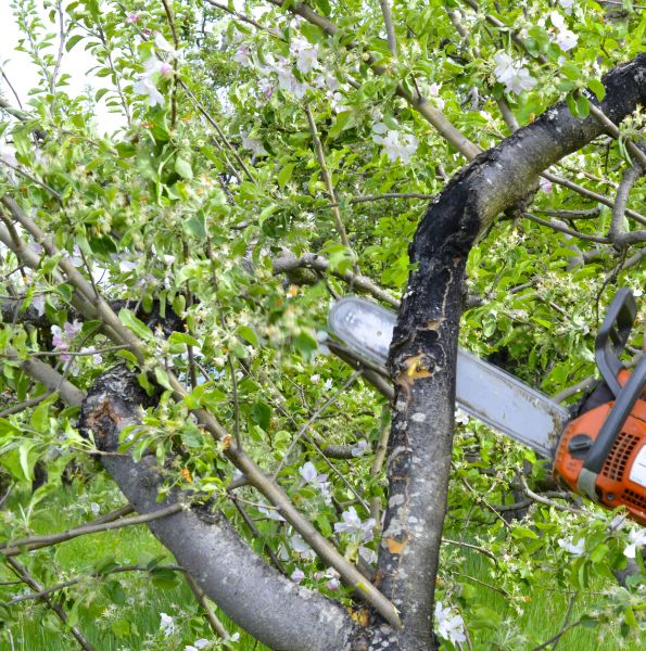Cost of Apple Tree Removal in Waxhaw
