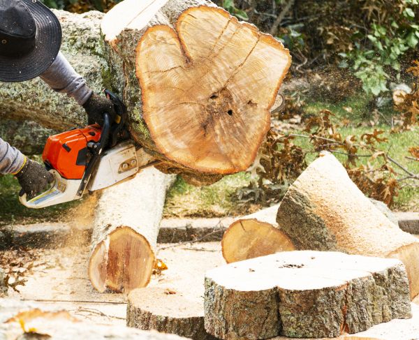 Tree Removal Service in Waxhaw