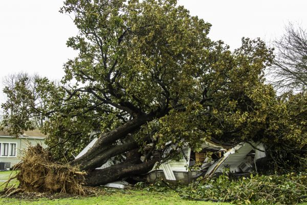 Fallen Tree Removal in Waxhaw