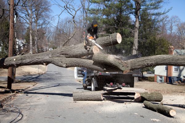 Cost of Residential Tree Removal in Waxhaw