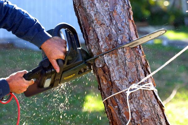 Dead Tree Removal in Waxhaw