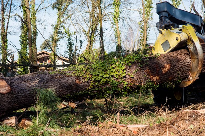 Tree Removal Equipment in Action