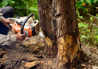 Chainsaw Cutting a Fallen Tree