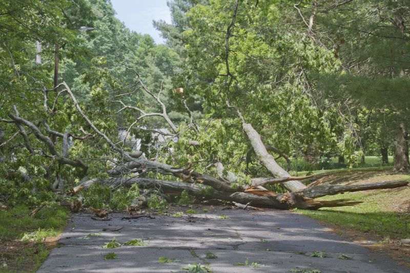 Fallen Tree on a Residential Property