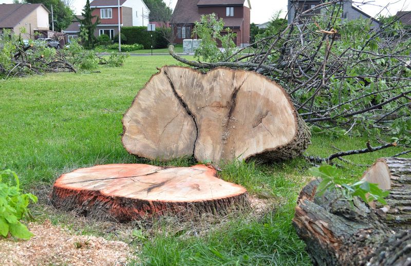Hickory Tree Removal