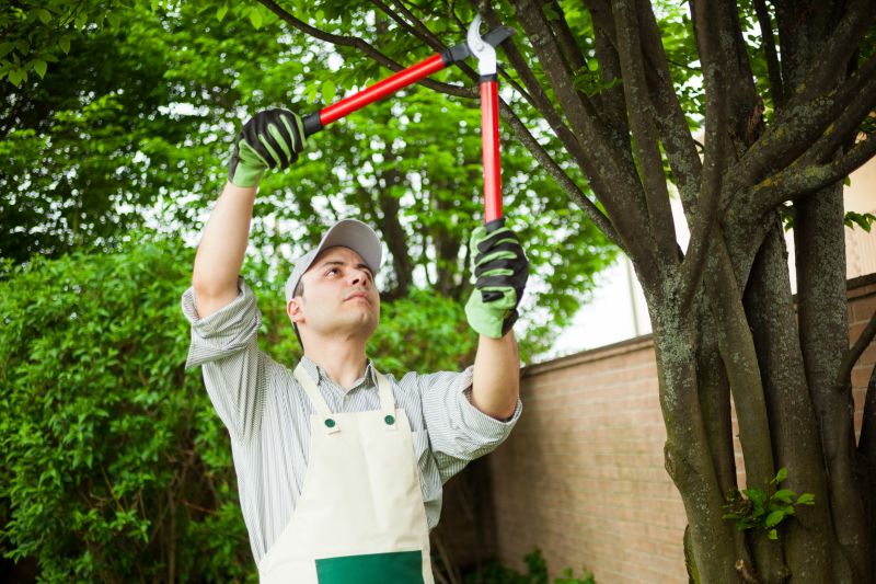 Professional Tree Crew