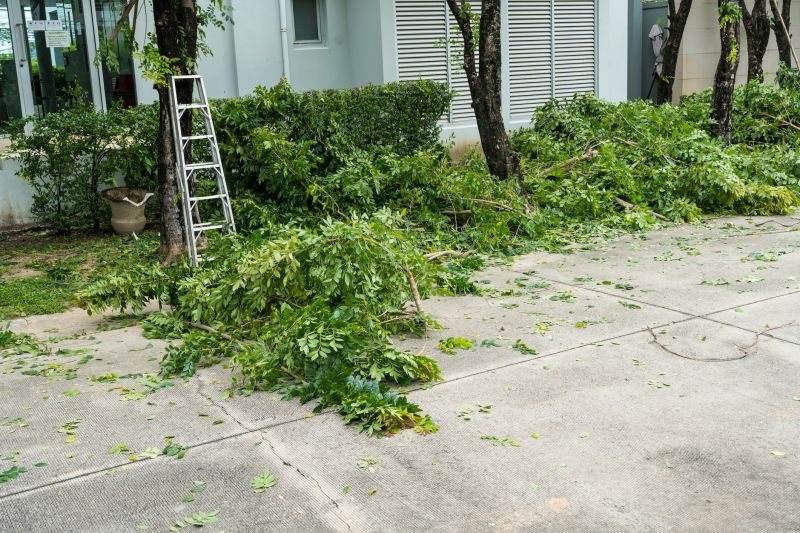 After Tree Removal