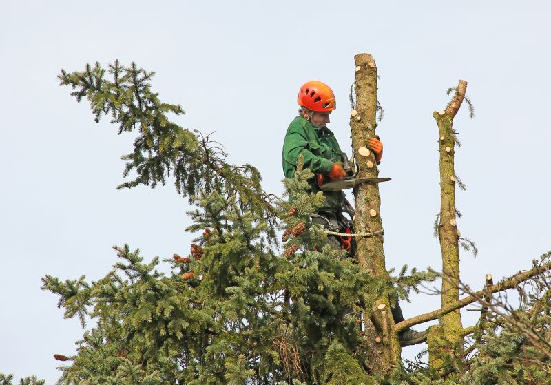 Tree Care and Maintenance