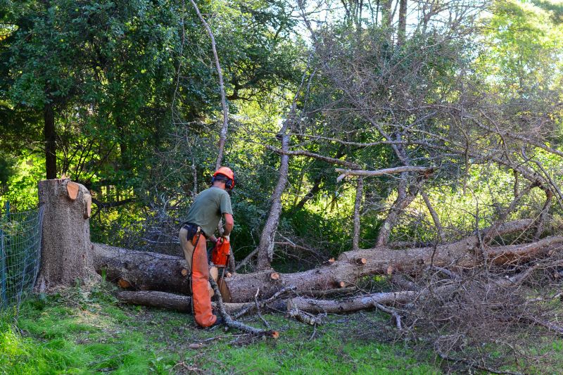 Summer Tree Cutting