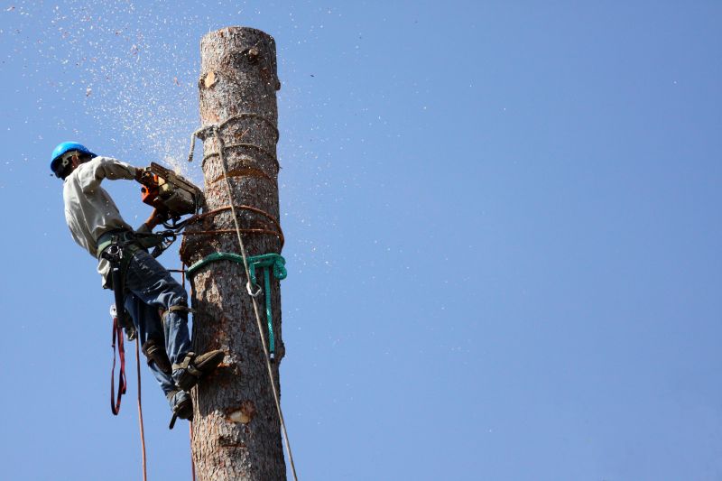 Professional Tree Removal Equipment